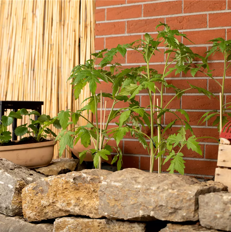 Tomatenjungpflanzen im Beet
