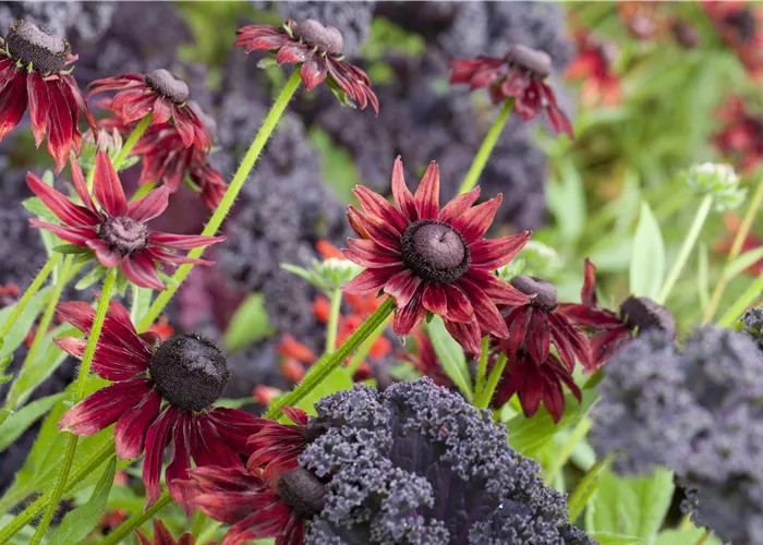 Die beliebtesten Stauden für die Gartengestaltung