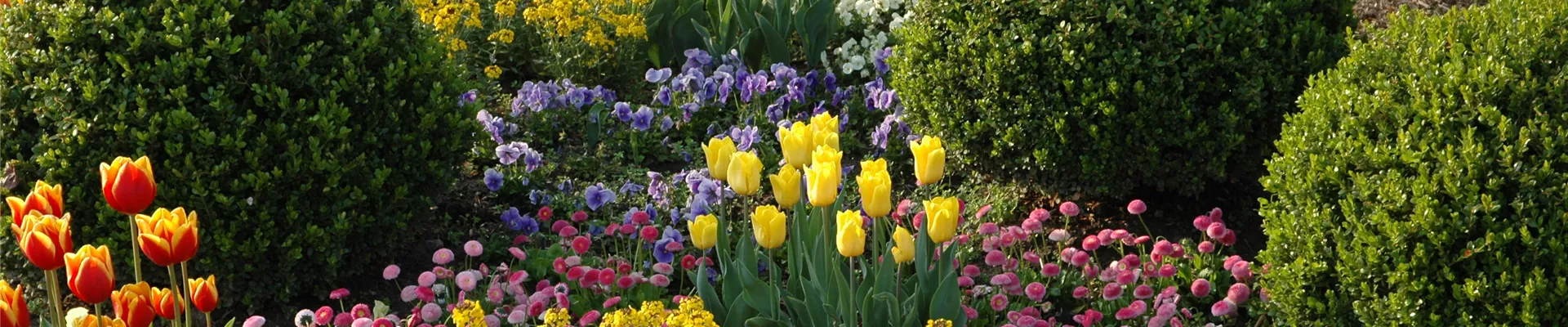 Beet mit Tulpen und Buchskugeln