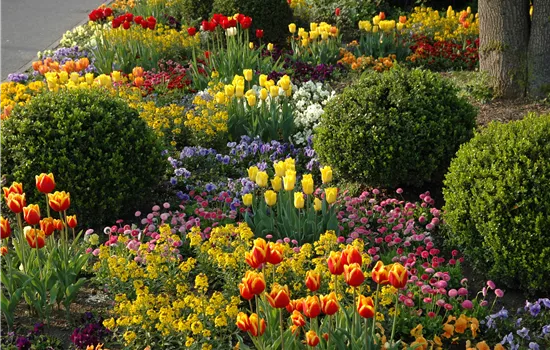 Die schönsten Begleitpflanzen für Blumenzwiebeln und -knollen