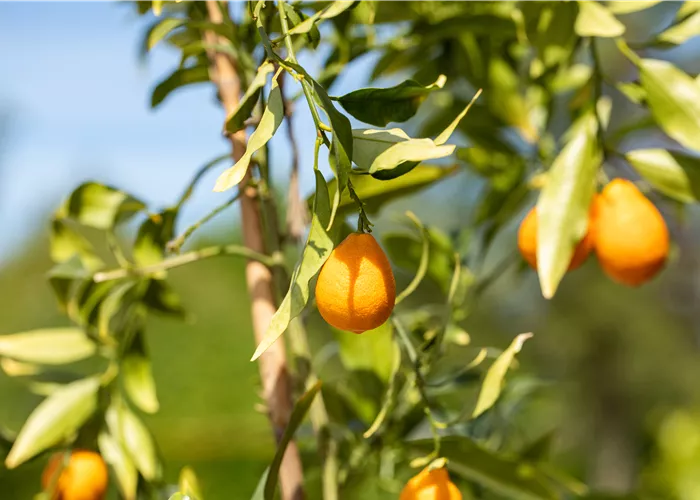 Ein mediterraner Garten und seine Gestaltungsmöglichkeiten