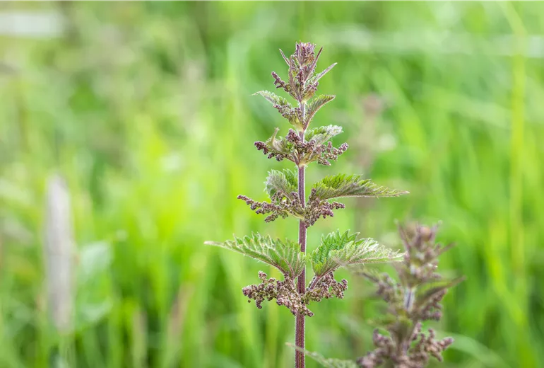 Urtica dioica