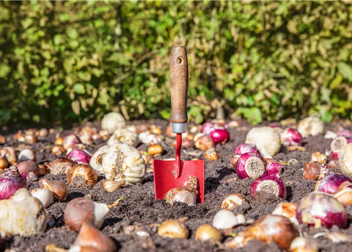 Krankheiten und Schädlinge an Blumenzwiebeln und -knollen erkennen