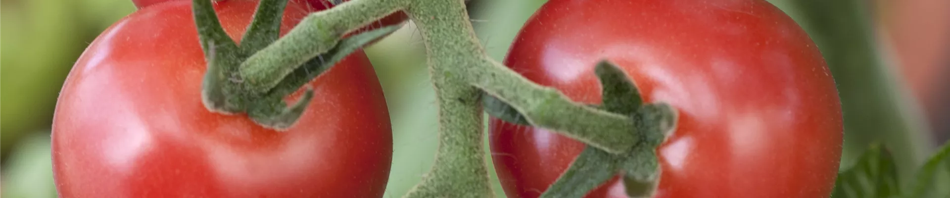 Solanum lycopersicum Rhianna F1