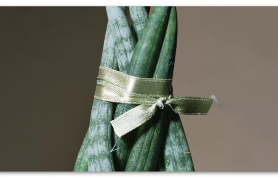 Zimmerpflanzenportrait - Bogenhanf "Spaghetti" 