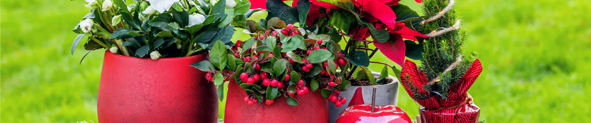 Weihnachtliche Pflanzen