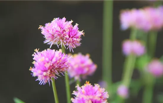 Echter Kugelamarant (Gomphrena) - Einpflanzen im Garten