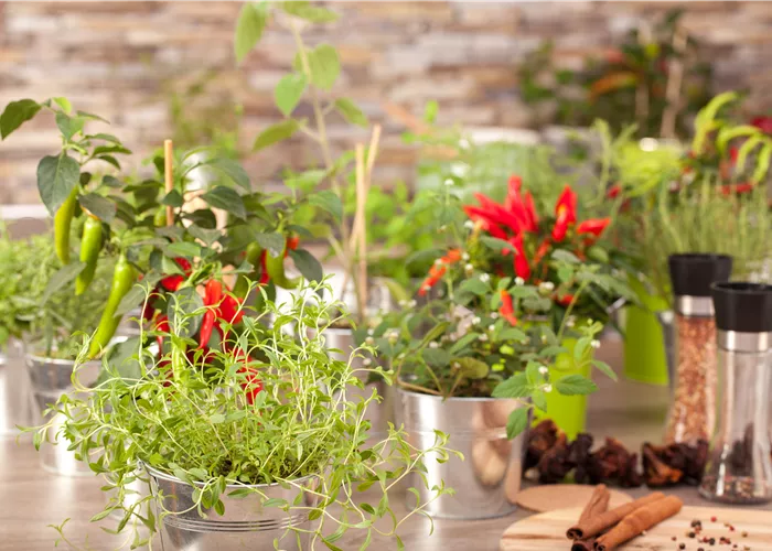 Kräuter für die Küche selber anbauen