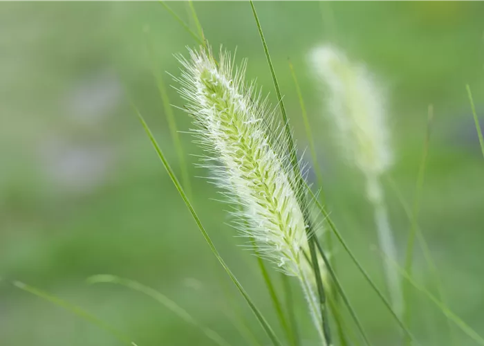 Krankheiten und Schädlinge bei Gräsern – Gibt’s das?