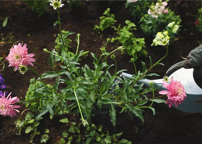 Sonnenhut - Einpflanzen im Garten