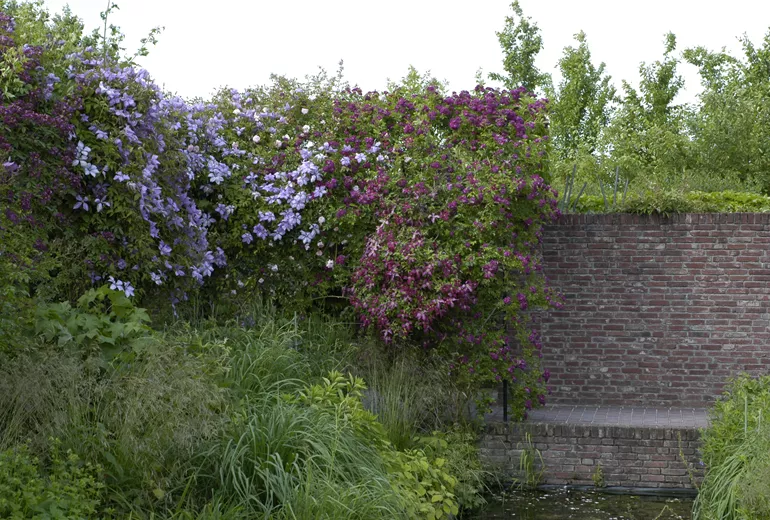 Clematis an Mauer