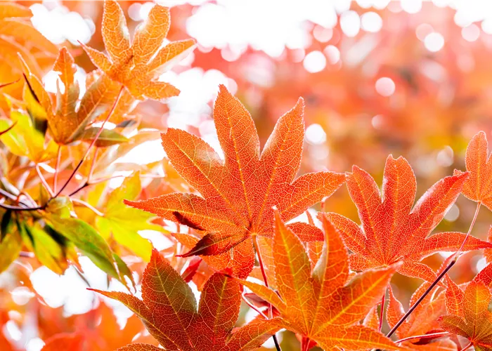 Die schönsten Gehölze für den goldenen Herbst