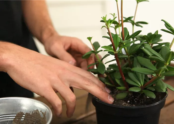 Peperomie - Umtopfen