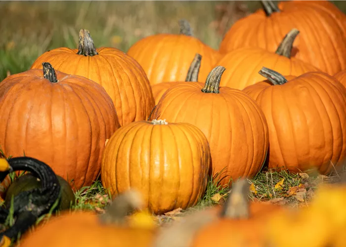 Der Herbst ist die beste Zeit für leckere und hübsche Kürbisse