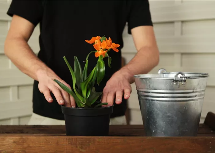 Milchstern - Einpflanzen in ein Gefäß