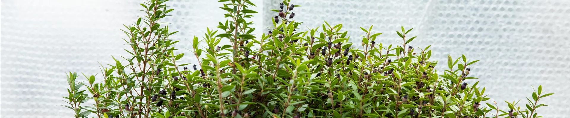 Gewächshaus - Überwinterung mit Luftpolsterfolie