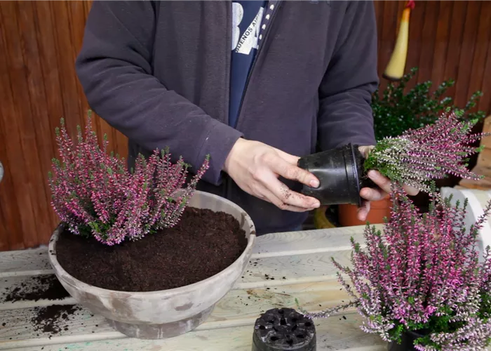 Knospenheide - Einpflanzen in ein Gefäß
