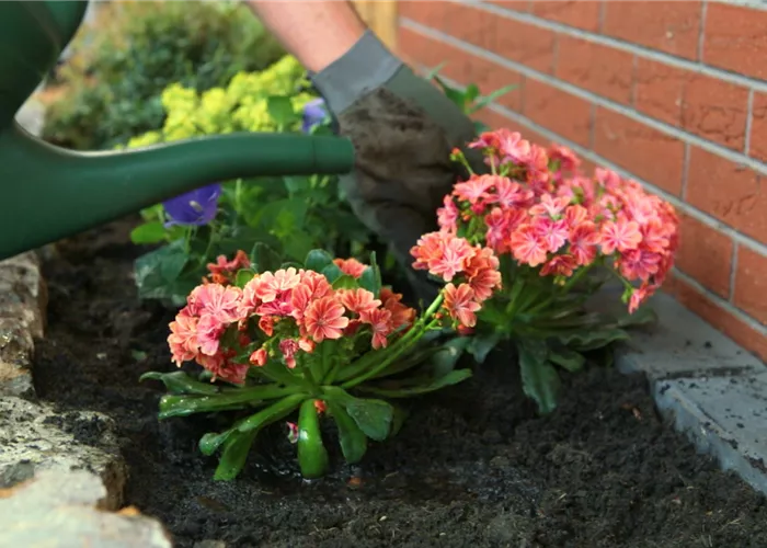 Gewöhnliche Bitterwurz - Einpflanzen im Garten