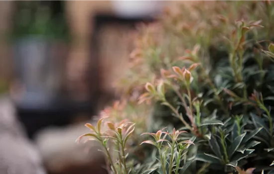 Japanisches Schattenglöckchen - Einpflanzen im Garten