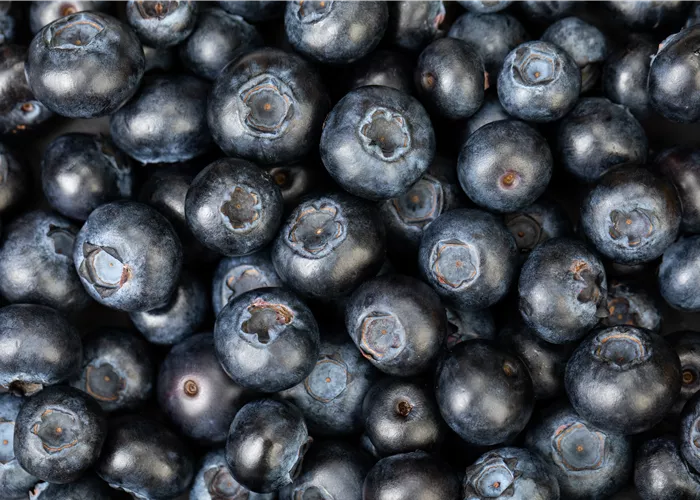 Blaubeere oder Schwarzbeere – die Heidelbeere hat viele Namen und viel Geschmack