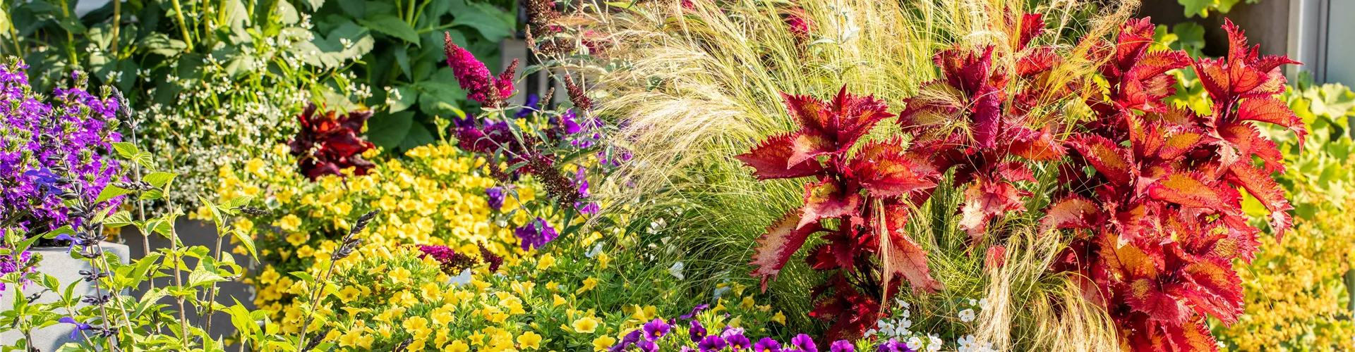 Sommerterrasse - bepflanzte Kübel