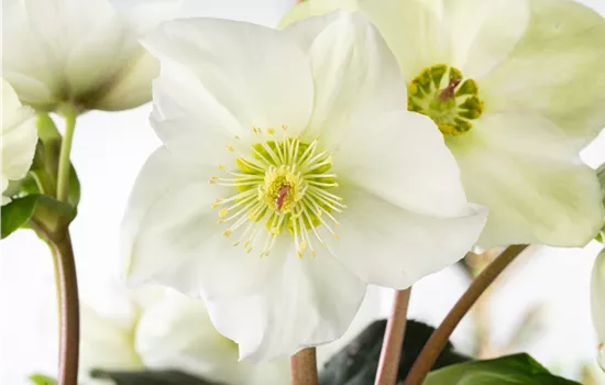 Christrosen im Garten als Blütenhighlight im Winter