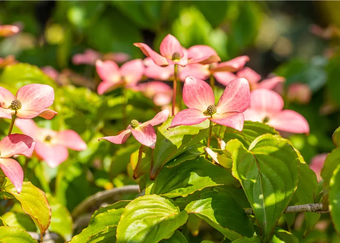 Cornus kousa 'Satomi'®