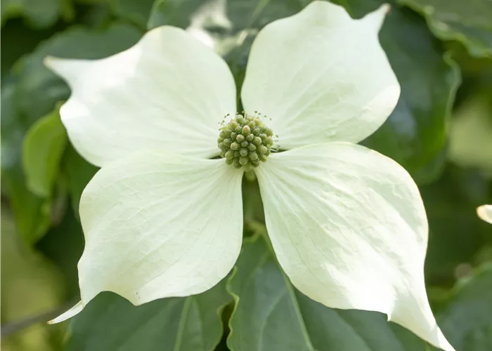 Cornus kousa 'Venus'®
