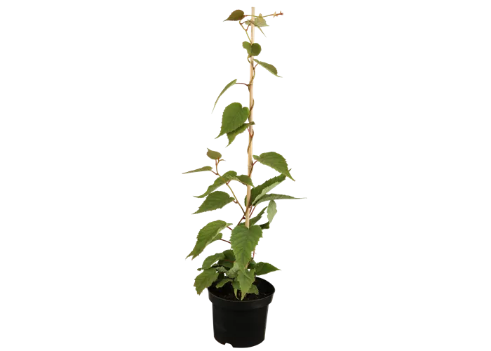 Actinidia chinensis 'Atlas'