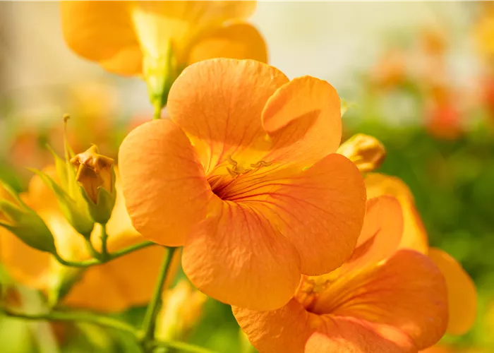 Kletterpflanzen einpflanzen – So wird’s im Garten märchenhaft