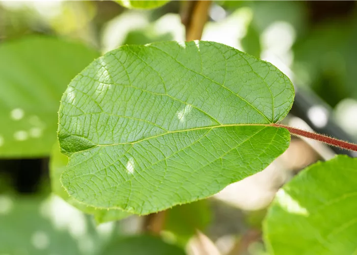 Actinidia chinensis 'Solissimo'®