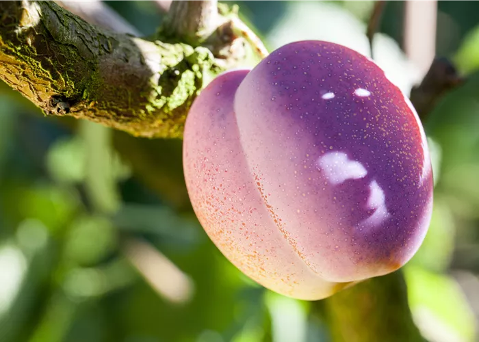 Obstgehölze pflegen und den Garten gleich mit
