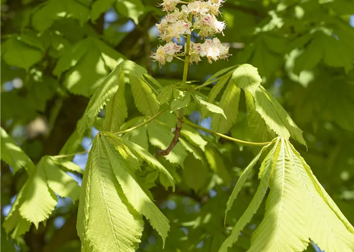 Aesculus hippocastanum