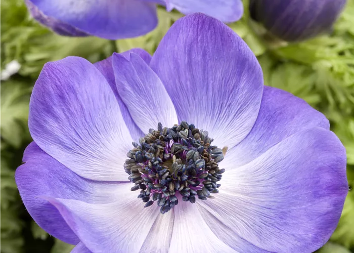 Anemone coronaria