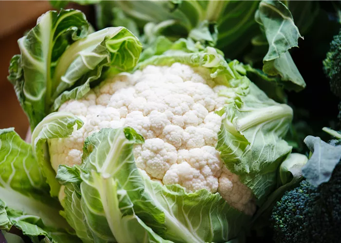 Brassica oleracea var. botrytis