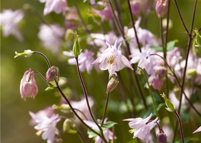 Aquilegia vulgaris