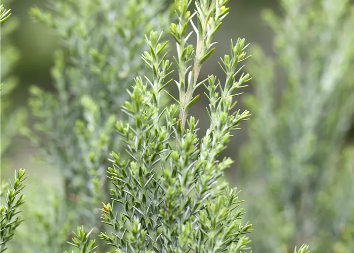 Chamaecyparis lawsoniana 'Ellwoodii'
