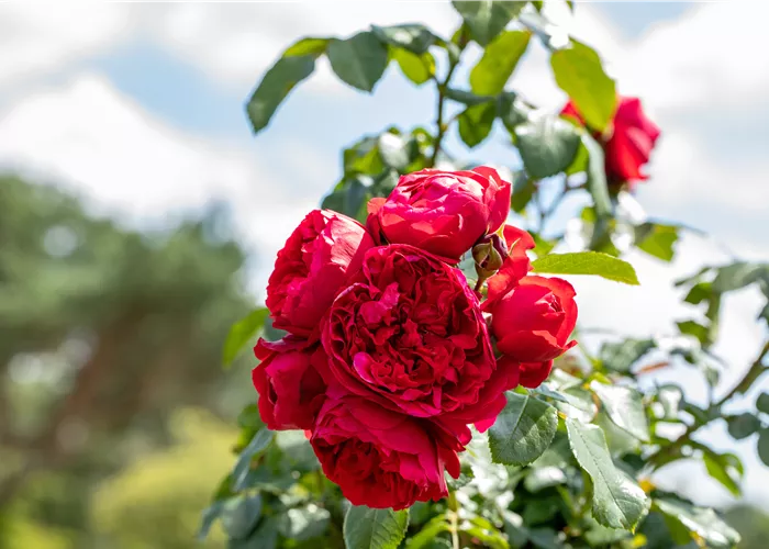 Rosen pflegen – So bleibt die Königin im Garten gesund und hübsch