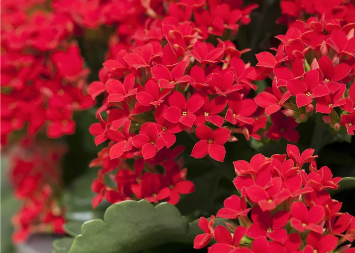 Kalanchoe blossfeldiana