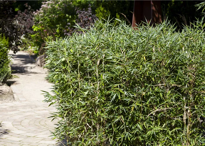 Ein Schirmbambus im Garten für immergrüne Highlights