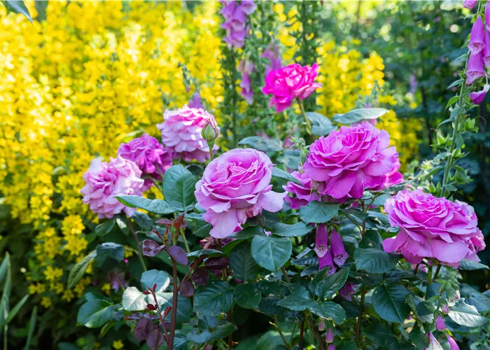 Rosen zurückschneiden und die Pflanzen damit gesund halten