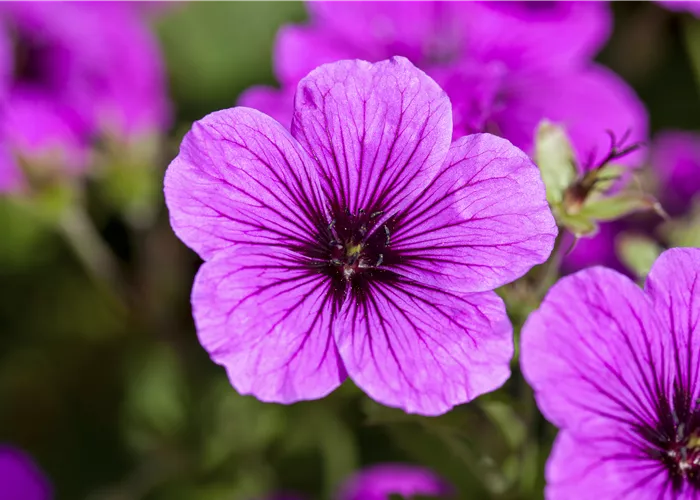 Geranium sanguineum