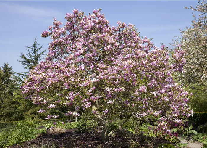 Magnolien als frühblühendes Highlight im Garten 
