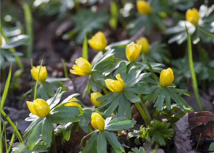 Eranthis hyemalis