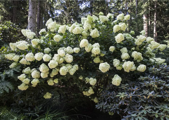 Hydrangea paniculata