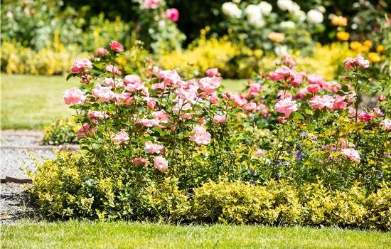 Bezaubernde Gartengestaltung mit Beetrosen entdecken