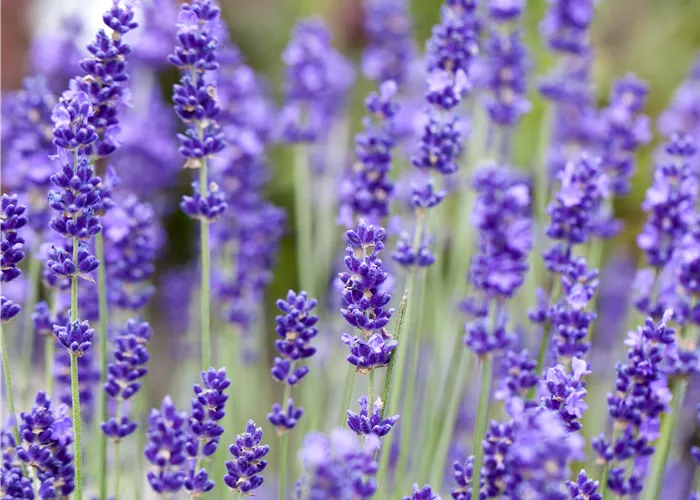 Lavandula angustifolia