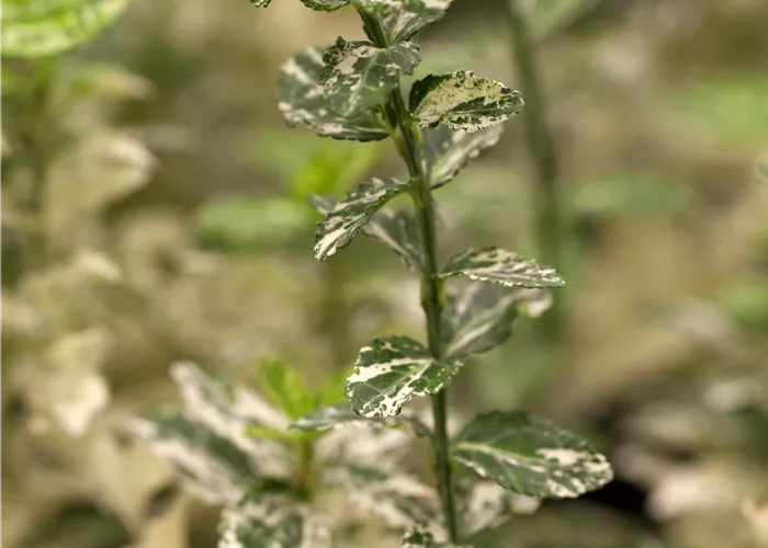 Euonymus fortunei 'Harlequin'