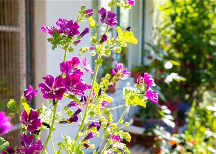 Stauden vor Schädlingen schützen – So geht’s richtig