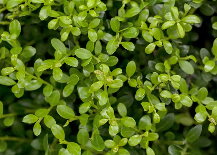 Ilex crenata 'Buxilex'®